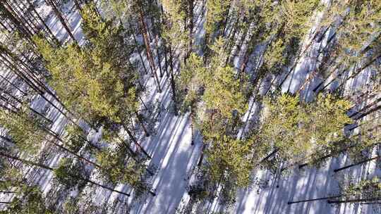 积雪地面上树木的无人机镜头