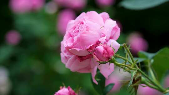 粉色的玫瑰花盛开