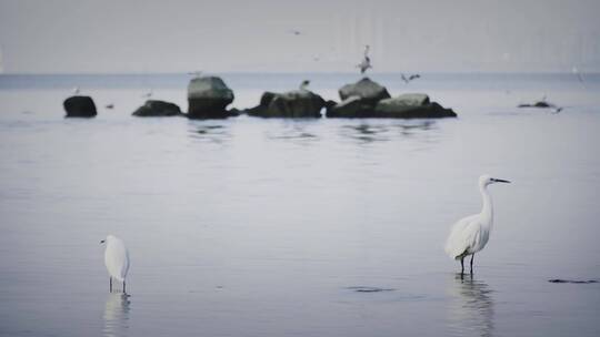 深圳湾鸟类栖息地自然风光视频