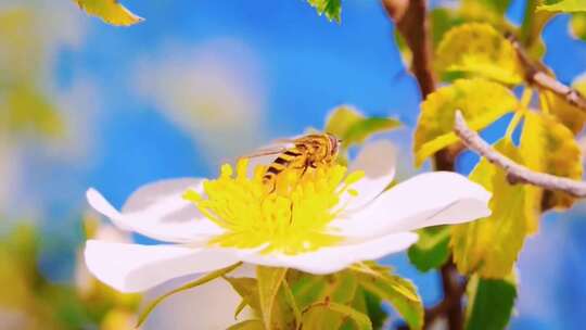 蜜蜂在花朵上采蜜