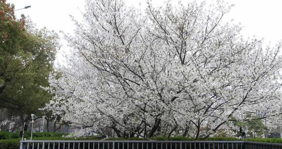 城市路边的樱花树开花