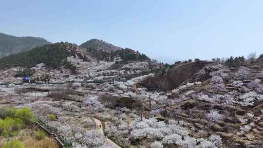 崂山大崂樱桃谷3月踏春花开漫山樱花