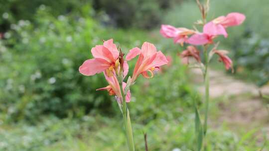 美人蕉花