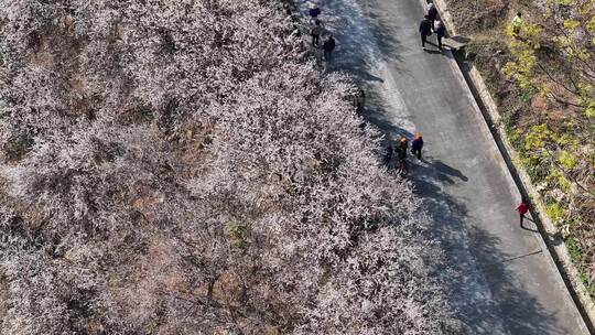 中国广东省广州市从化区广州流溪梅花节