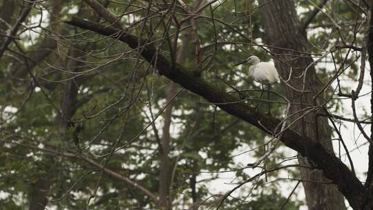 成都公园树上的苍鹭鸟窝