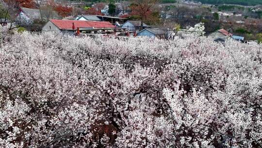 春分时节，樱桃园花满枝头，春意盎然视频素材模板下载
