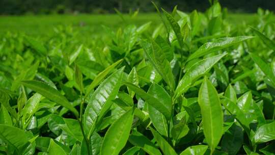 西藏墨脱高山茶园茶叶种植特写