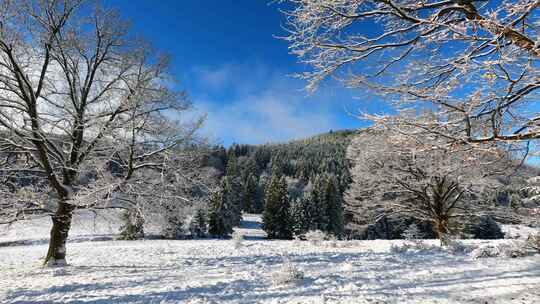 冷雪木景观