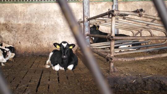 养殖场里一头黑白相间的奶牛正躺着