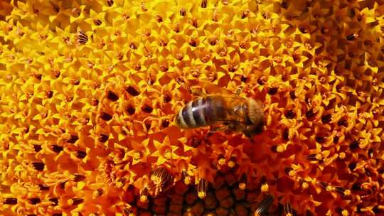 向日葵 蜜蜂采蜜 蜜蜂视频素材模板下载
