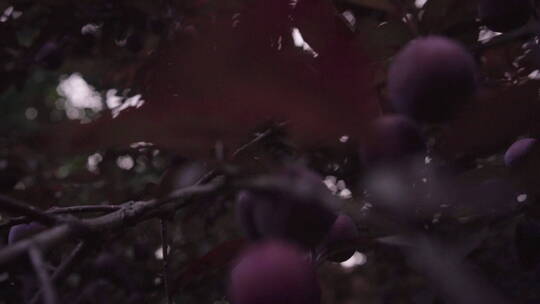 植物森林治愈雨水唯美意境清新自然