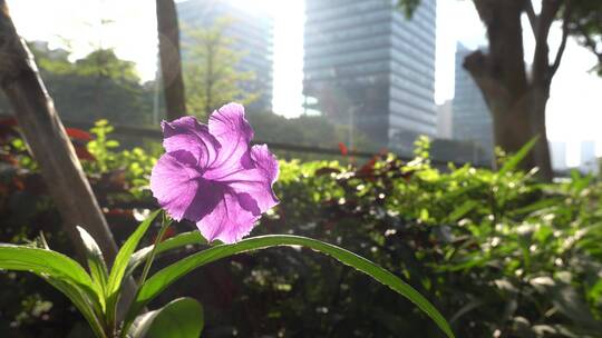 花 小花 紫色花 绿化 路边 景观