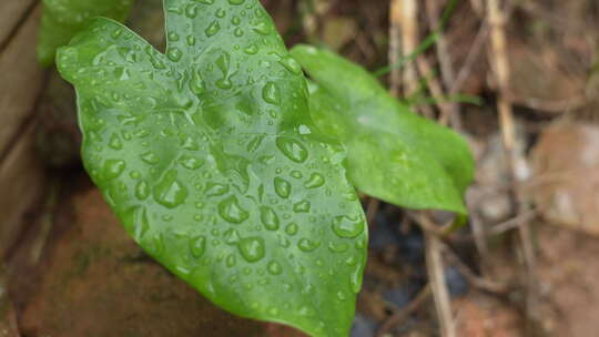 雨后叶子上的水珠实拍