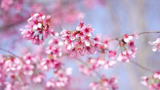武汉春季樱花盛开