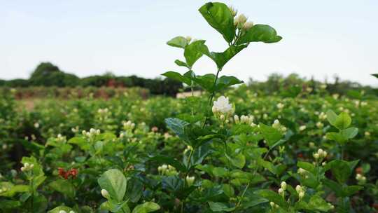 唯美茉莉花与福州茉莉花种植园