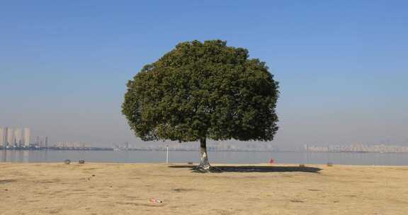 湖边开阔草地上一棵孤独的树后的城市远景