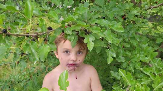 蹒跚学步的孩子在夏天吃桑树