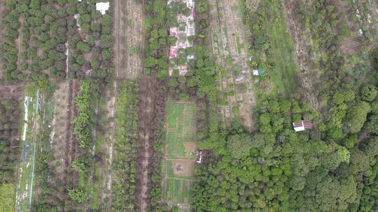 福建水果园荔枝种植基地航拍