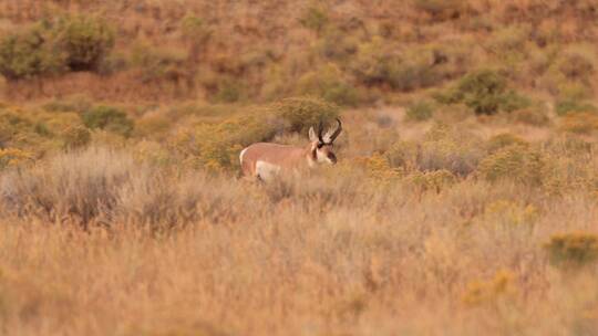 黄石国家公园的叉角羚视频素材模板下载