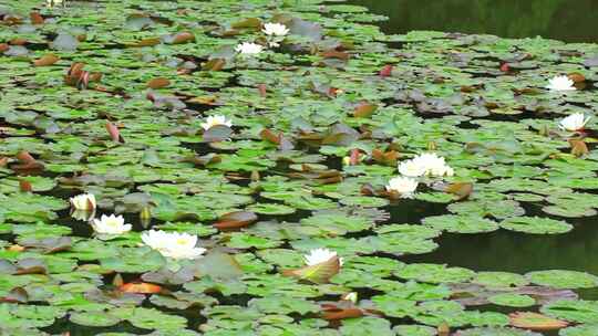 池塘大面积的睡莲莲花正在盛开