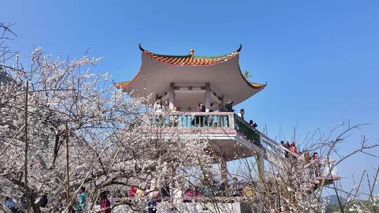 中国广东省广州市从化区广州流溪梅花节