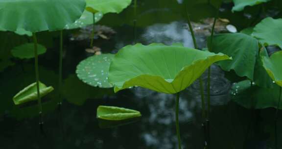 荷花倒影池塘莲蓬倒映水面