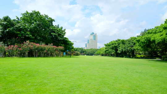 树林 森林 草坪 草地 绿地