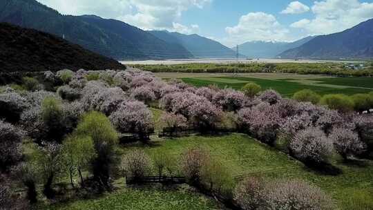 航拍西藏林芝尼洋河畔桃花田园