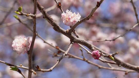 树枝上开放的粉红色桃花