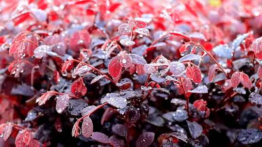 白天雨中园林红色植物缀满水珠高清