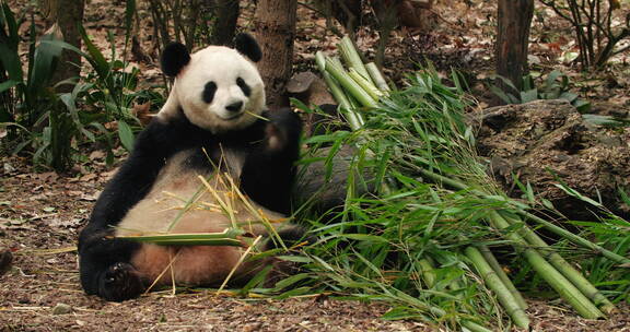 一只国宝大熊猫坐着吃竹子特写