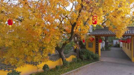 义乌江东秋色秋景风光航拍