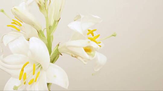 盛开的白色百合花