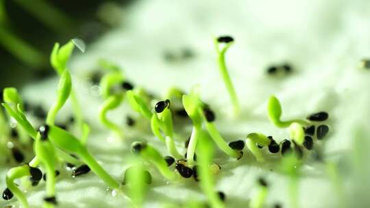 生长 嫩叶 生长 发芽 绿色 植物