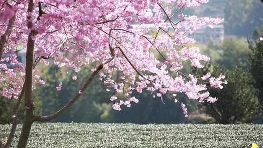 福建龙岩台品樱花茶园