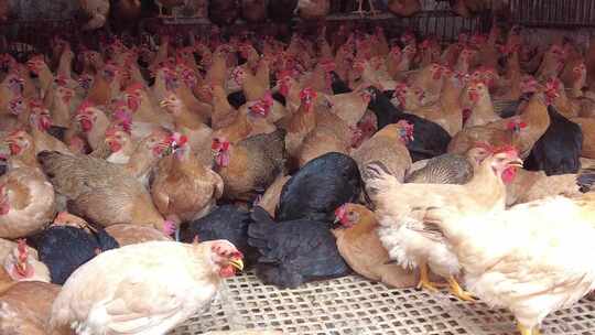 农业养殖家禽土鸡实拍