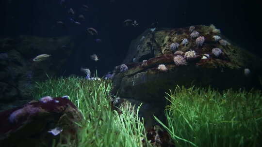 水族馆中的鱼类和海洋生物视频素材模板下载