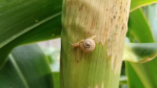 玉米棒上的蜗牛