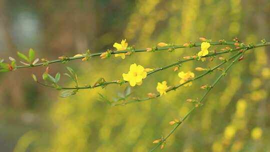 春天的迎春花盛开，清新黄色的小花实拍片段