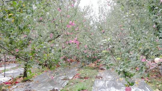 洛川苹果产地