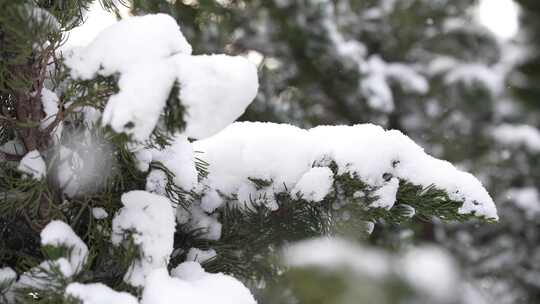 冬天下雪唯美雪景松树枝头被雪覆盖