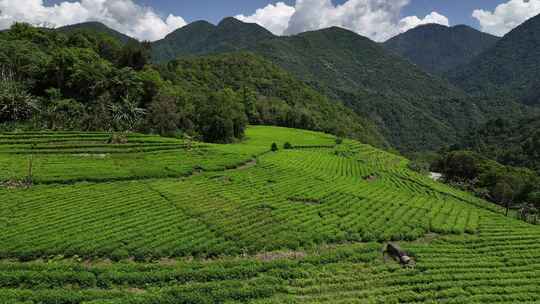 西藏林芝墨脱县果果塘茶叶种植航拍自然风光