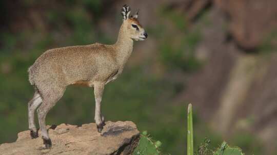 Klipspringer，肯尼亚，非洲，