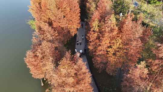 中国广东省广州市黄埔区知识城凤凰湖水杉