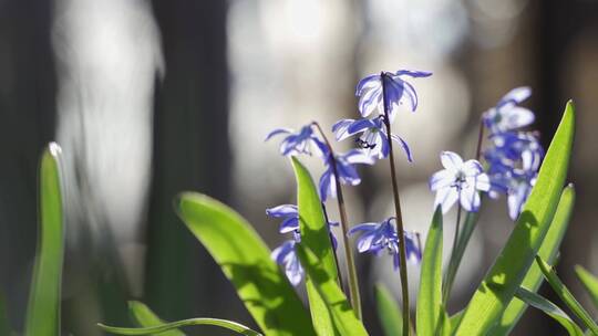 蓝色鳞片野生雪花绽放春天的花朵自然在森林