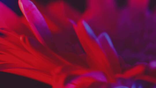 【镜头合集】微距光影旋转非洲菊