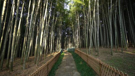 杭州西湖景区植物园