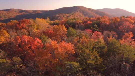 秋季唯美彩林 秋景视频素材模板下载