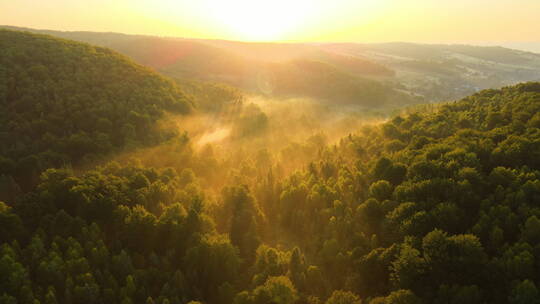 航拍温暖夏日日出时黑暗森林树木上明亮雾蒙蒙的早晨