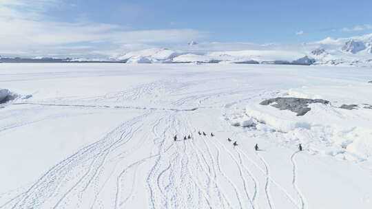 在南极洲的企鹅上空飞行。